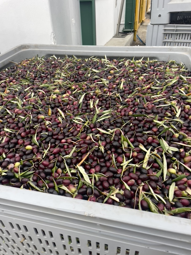 Olive harvesting